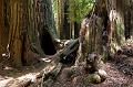 IMG_7748_RedwoodsAtMuirWood